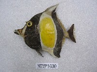 藏品(角鐮魚)的圖片